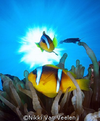 Red Sea anemonefish and sunburst taken at campsite 3, Mar... by Nikki Van Veelen 